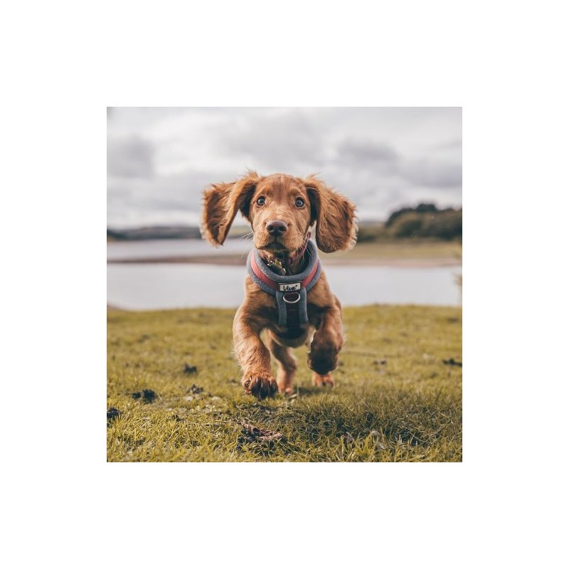 Arnés Perro