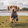 Arnés Perro