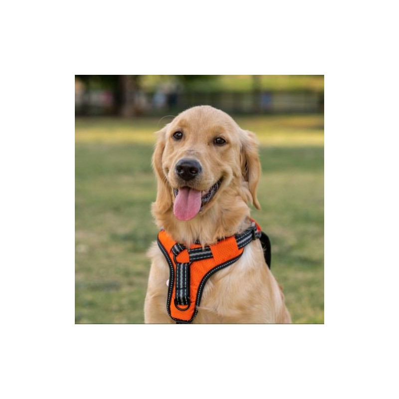 Arnés Perro 2